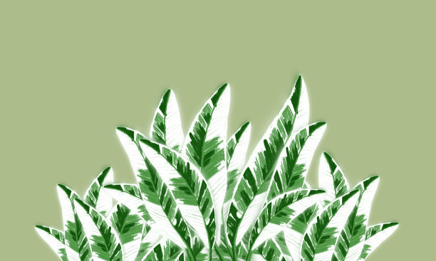 热带香蕉叶绿色和白色的春天的自然背景与空旷的空间图片下载