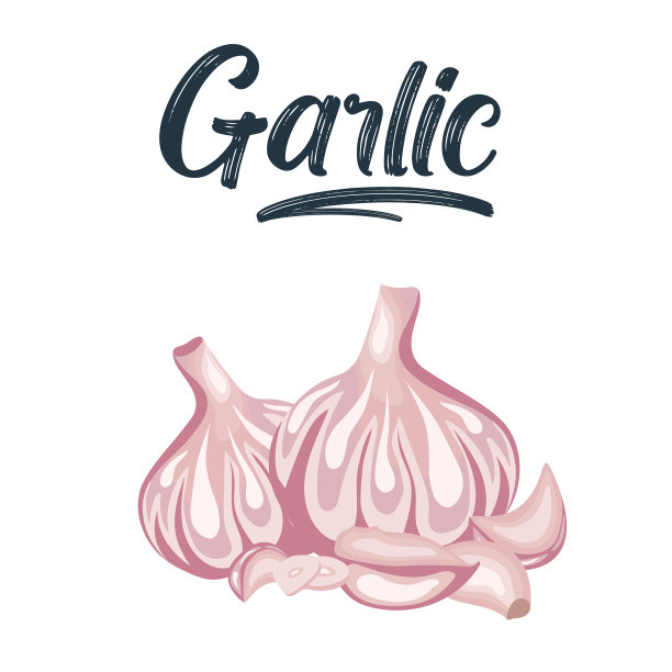大蒜被隔离在白色的背景上。矢量插图。大蒜鳞茎和丁香在平面设计孤立在白色背景上。图片下载