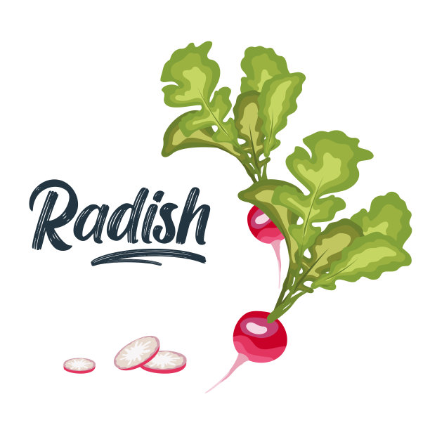 萝卜孤立的图标在白色背景。萝卜矢量插图。图片下载