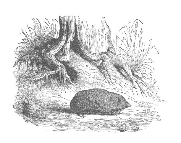 海角金鼹鼠，古董版画插图图片下载