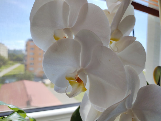 粉红色和白色的兰花盛开在房子的窗户上。图片下载