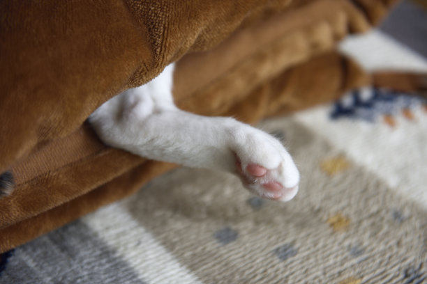 一只小白猫躺在折叠的床垫上休息。图片下载