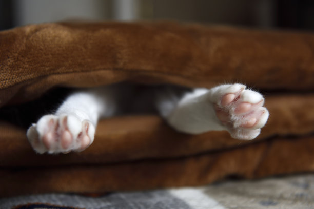 一只小白猫躺在折叠的床垫上休息。图片下载