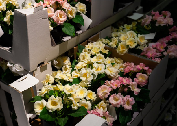 架子上的植物和花束图片下载