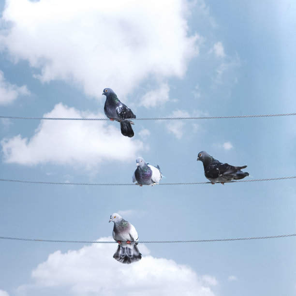 一群鸟在电线上排成一排图片下载