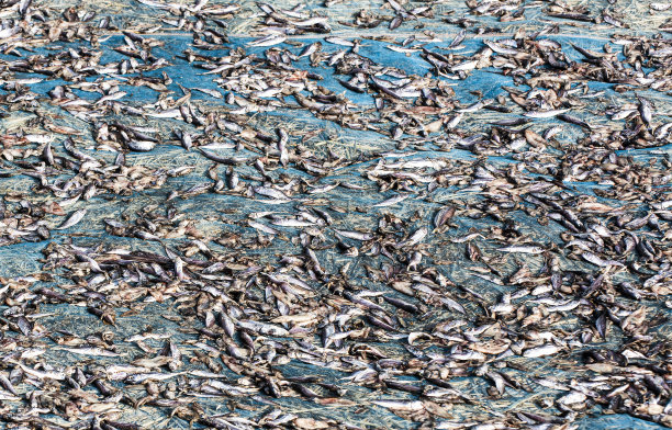 沙滩上晒干的鱼图片下载