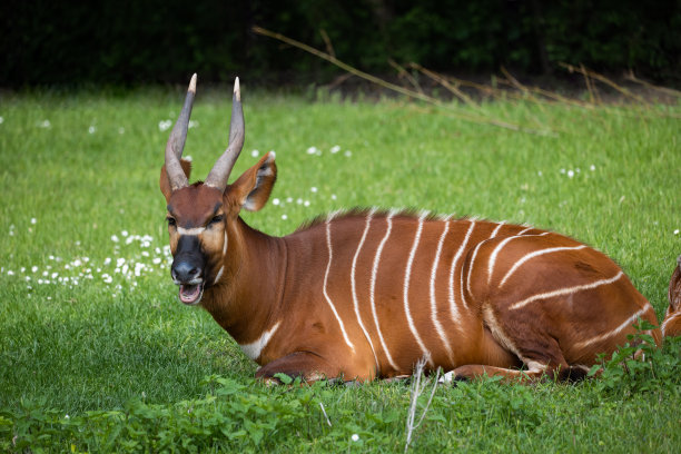 东邦戈非洲森林羚羊图片下载