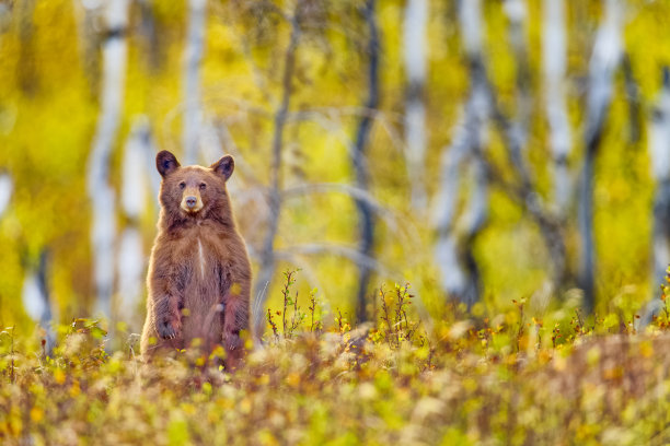 加拿大亚伯达省沃特顿国家公园图片下载