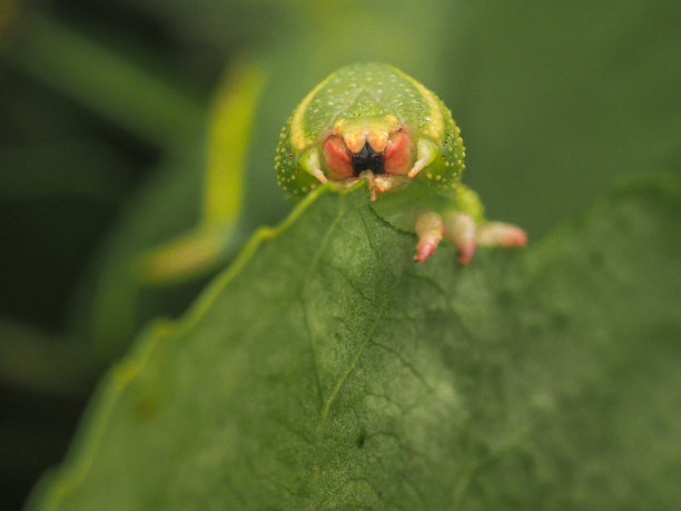 近景的鹰蛾毛虫吃杨树叶的微距照片。图片下载