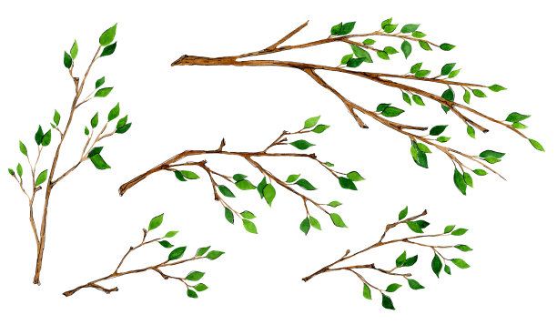 手绘树枝。水彩速写绿色植物。植物插图。为婚礼卡片和请柬，母亲节和生日卡片设计花卉套装。孤立在白色背景上图片下载