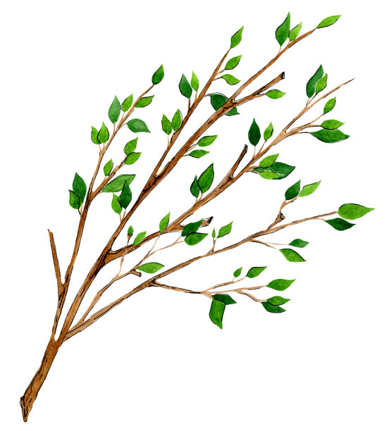 手绘树枝。水彩速写绿色植物。植物插图。为婚礼卡片和请柬，母亲节和生日卡片设计花卉套装。孤立在白色背景上图片下载