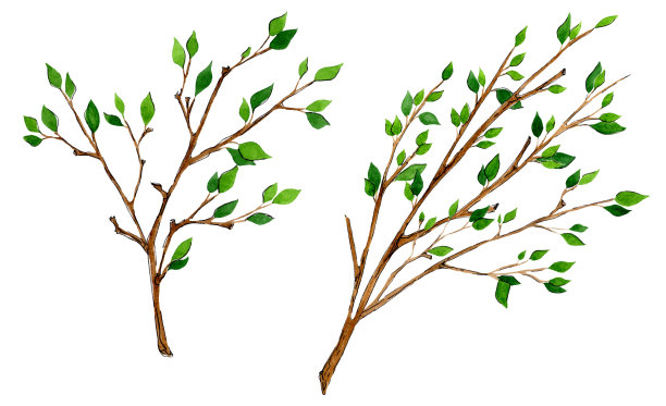 手绘树枝。水彩速写绿色植物。植物插图。为婚礼卡片和请柬，母亲节和生日卡片设计花卉套装。孤立在白色背景上图片下载