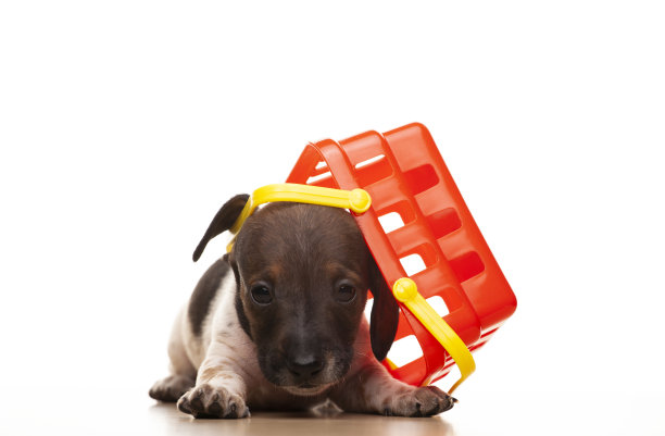 狗篮白色背景的图像图片下载