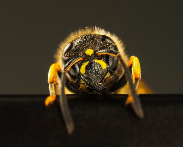 一个黄蜂昆虫特写的微距照片。图片下载