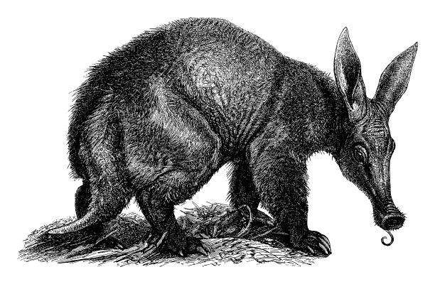 食蚁兽(Orycteropus capensis) -老式雕刻插图图片下载