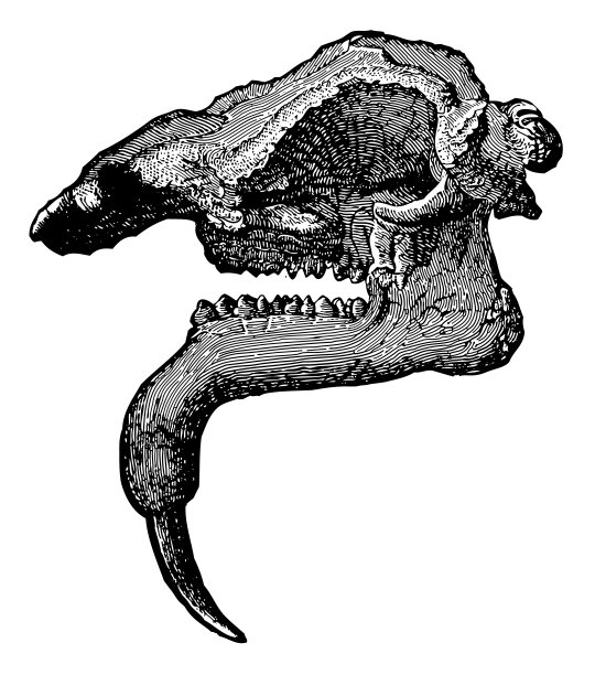 巨兽头骨(第三纪6600万至260万年前)-古老的雕刻插图图片下载