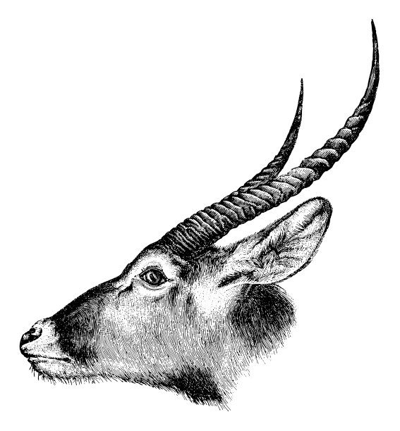 Waterbuck (Kobus ellipsiprymnus) -古董雕刻插图图片下载