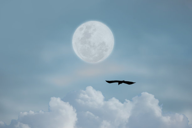 月圆鸟在天空。图片下载
