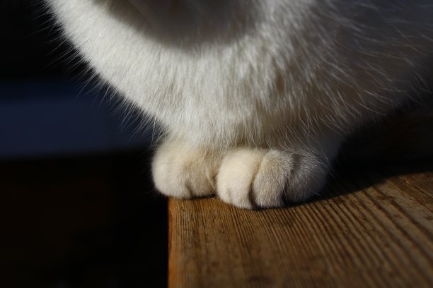 可爱的毛茸茸的猫爪特写图片下载