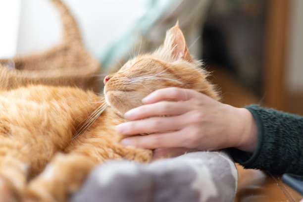 抚摸一只猫图片下载