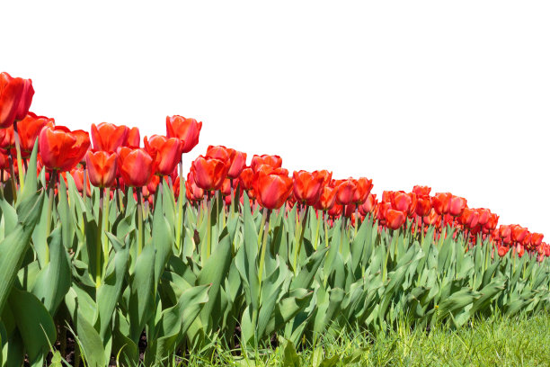 盛开的红色郁金香花坛孤立在白色背景上图片下载