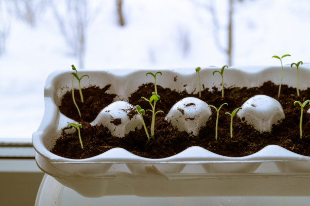 秧苗放在窗台上的鸡蛋容器里图片下载