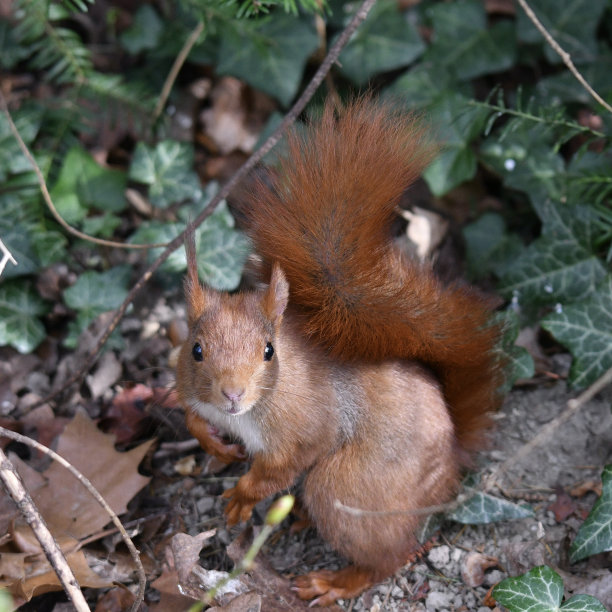 可爱的小松鼠图片下载