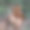 可爱的小松鼠图片下载