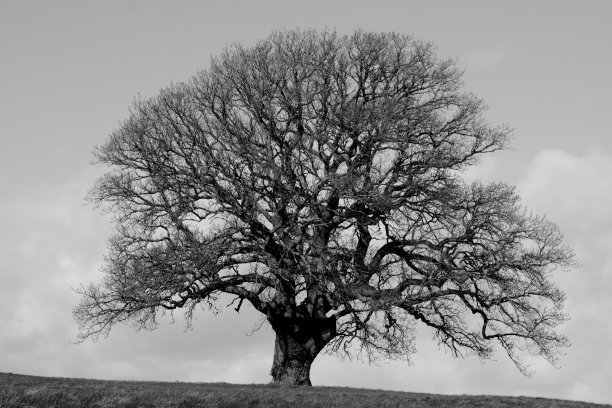 黑白布里斯托尔图片下载