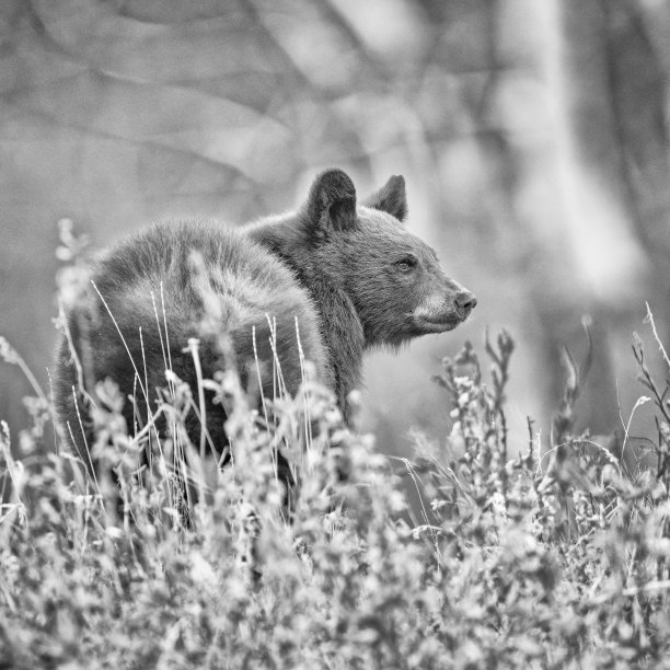 加拿大亚伯达省沃特顿国家公园图片下载
