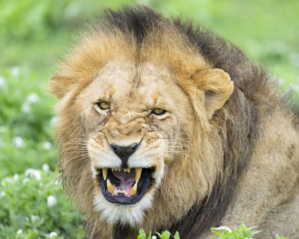 大雄狮咆哮图片下载