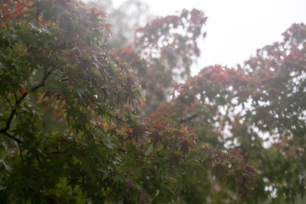 秋雨时节树上五颜六色的枫叶，日本的Momiji图片下载