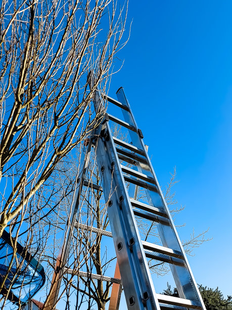 梯子挂在树上图片下载