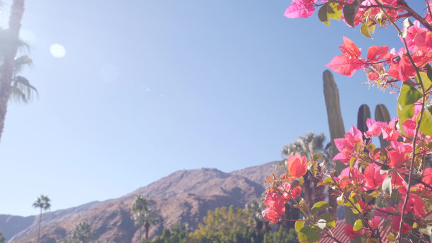 棕榈树、九重葛花、沙漠仙人掌、棕榈泉等植物群图片下载