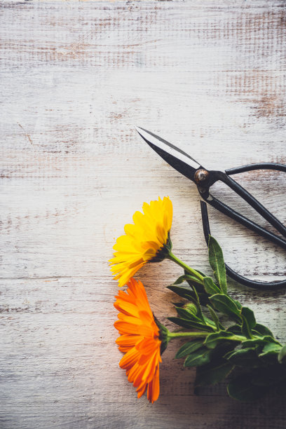 金盏花图片下载