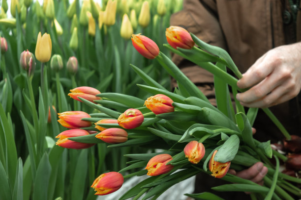 一名温室工人在温室里剪郁金香出售。小生意。春天的概念,园艺。妇女节和母亲节。手关闭。图片下载