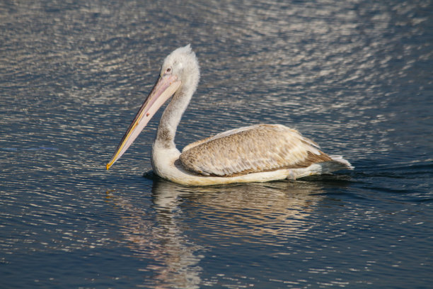 鹈鹕鸟图片下载