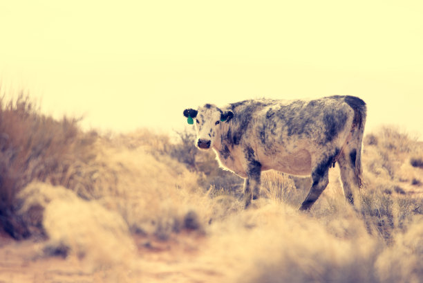 西南牛图片下载