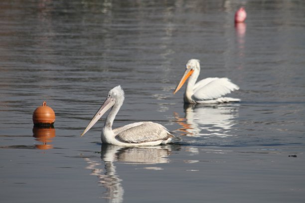 鹈鹕鸟图片下载
