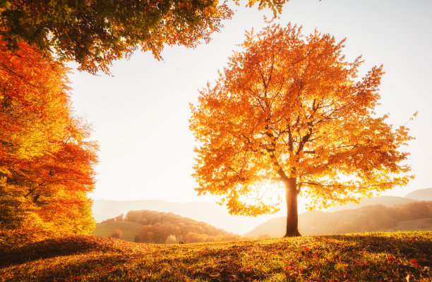 令人敬畏的秋季山毛榉树的图片。图片下载