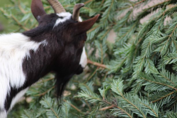 吃冷杉的山羊图片下载
