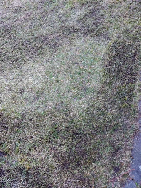 在花园里干活——弄松了的草坪图片下载