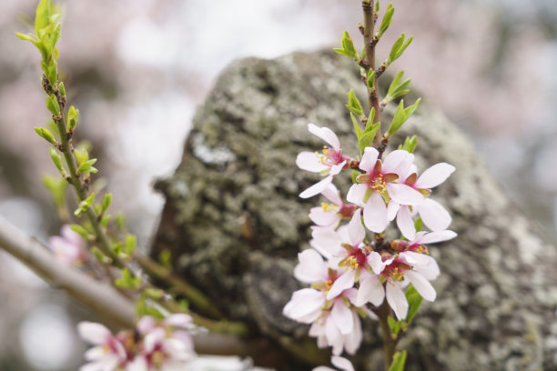 微距照片的杏花在马德里，马里兰州，西班牙图片下载