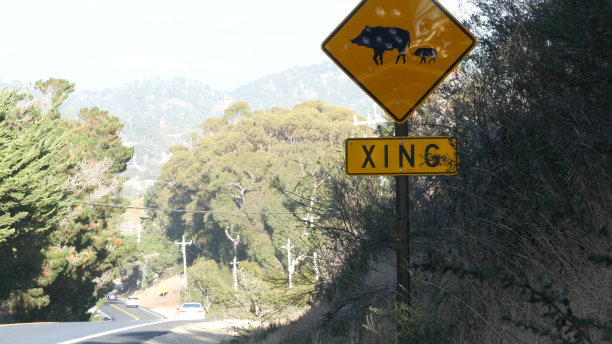 美国加州，野猪或猪正横穿黄色交通路标。野生动物兴。图片下载
