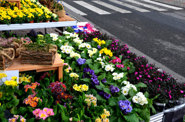 在花盆里种植报春花，在花园里的餐桌上出售。花在阳光下闪闪发光。远处乌云密布，下着阵雨图片下载