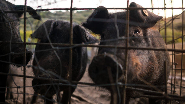 农场里的黑伊比利亚猪肉，用肮脏的鼻子透过金属栅栏望着西班牙图片下载