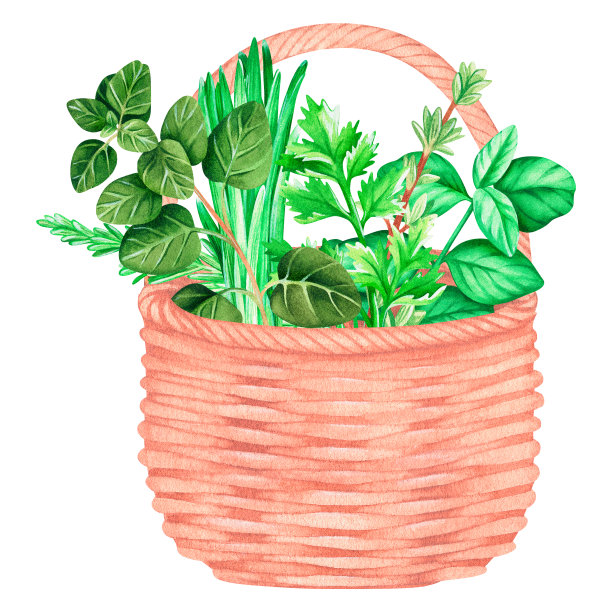一个装有草药的柳条篮子。水彩的插图。孤立在一个白色的背景。图片下载