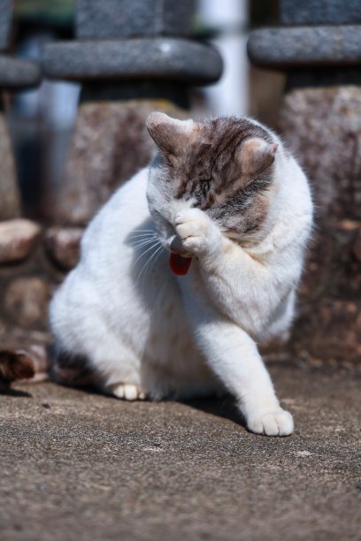 可爱的八爪猫诺拉花时间放松在停车场图片下载