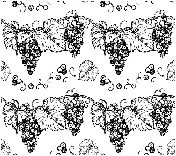 手绘图案雕刻葡萄和叶子的分枝孤立在白色背景上。图片下载