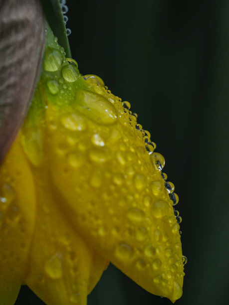 黄花上的水滴图片下载